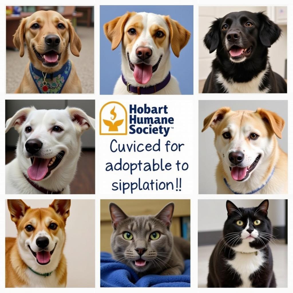 Adoptable Animals at the Hobart Humane Society