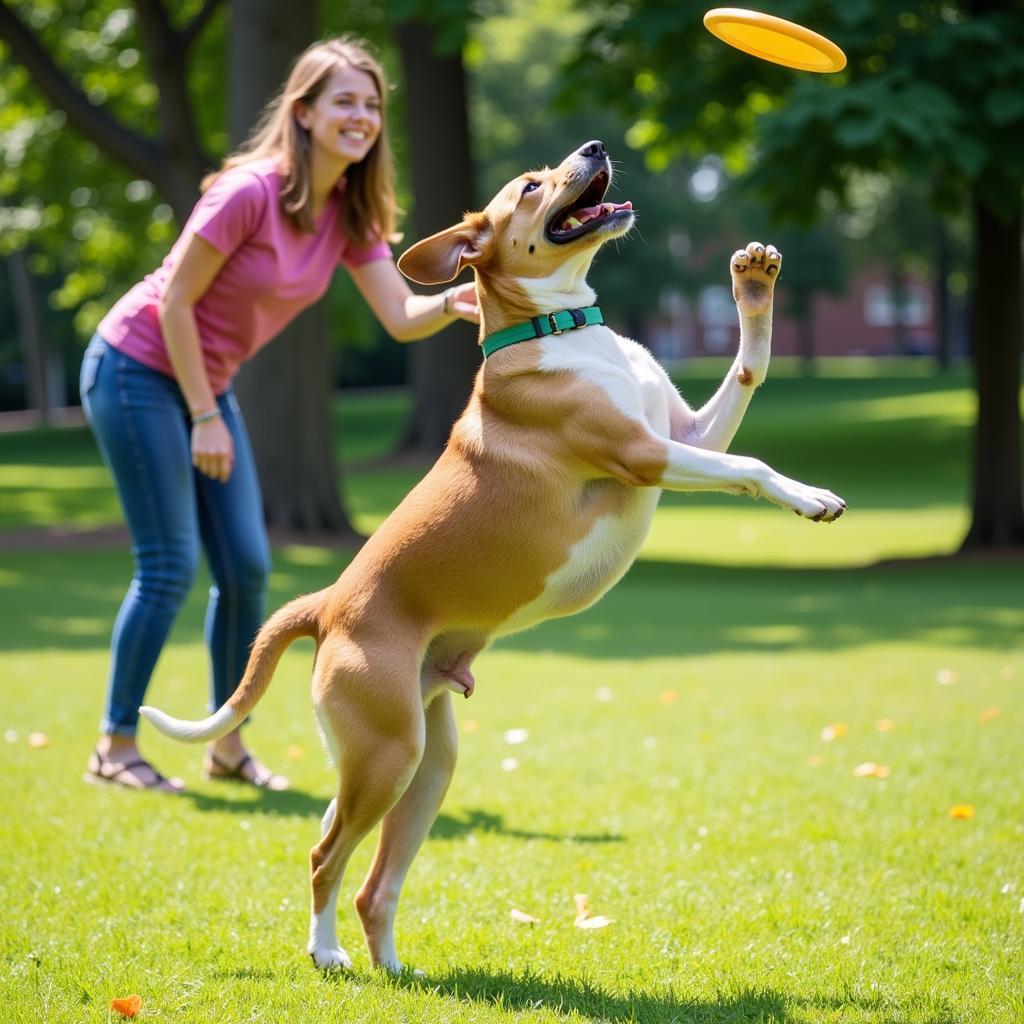 Adopted Dane County Humane Society Dog Playing Fetch in Park