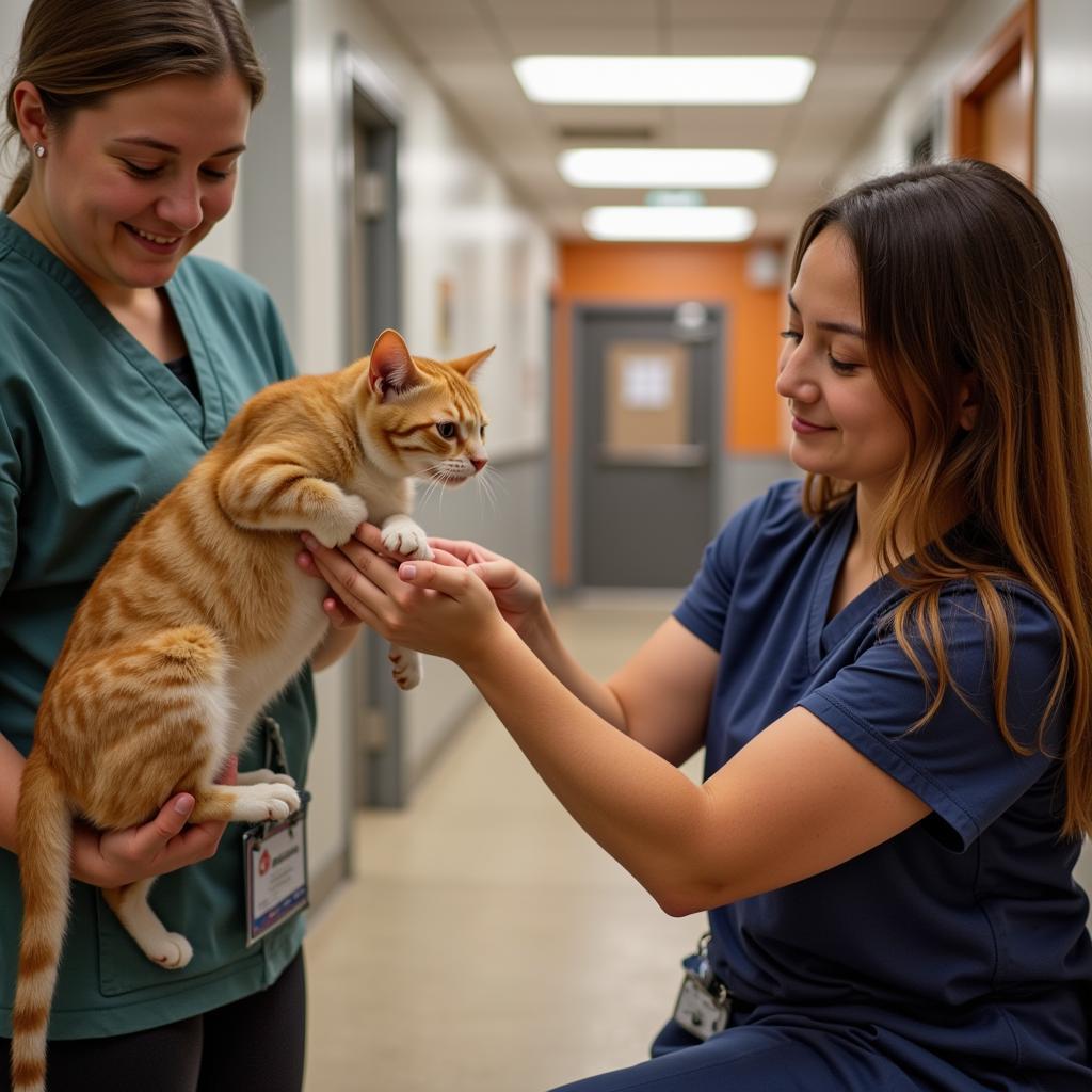 Adopting a cat at the Delaware County Humane Society Delhi NY