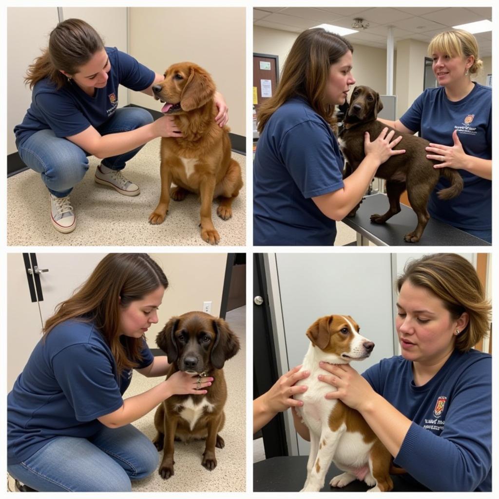 Alexandria Humane Society Volunteers