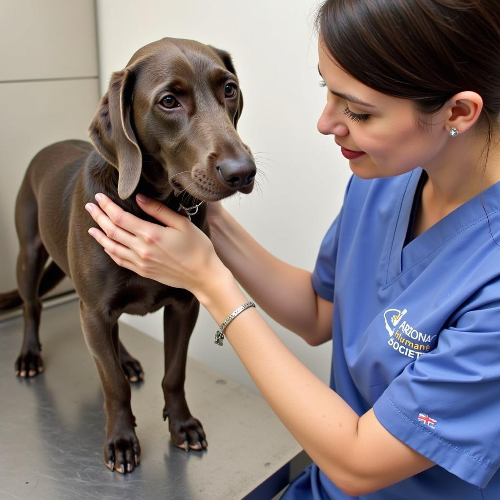 Veterinarian Examining a Dog at Arizona Humane Society