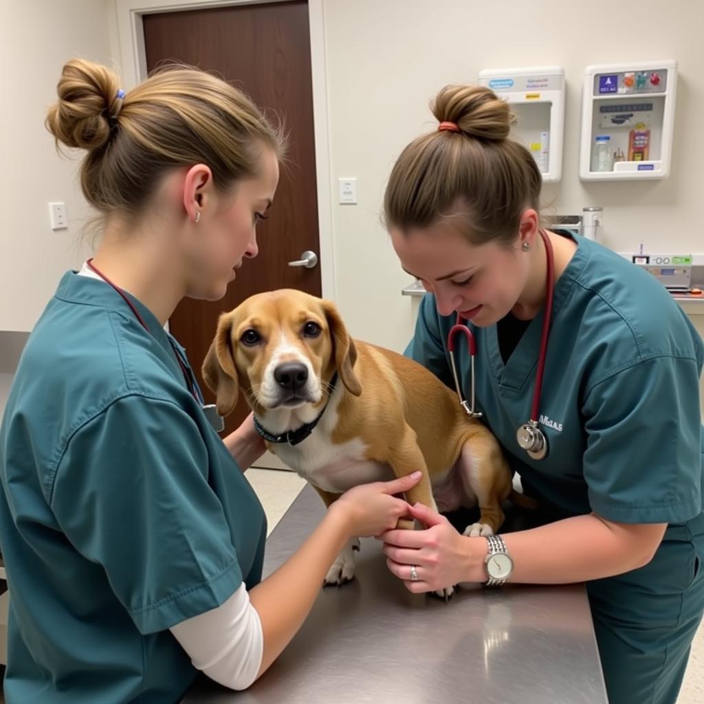 A veterinarian providing medical care to a dog at the Autauga Humane Society