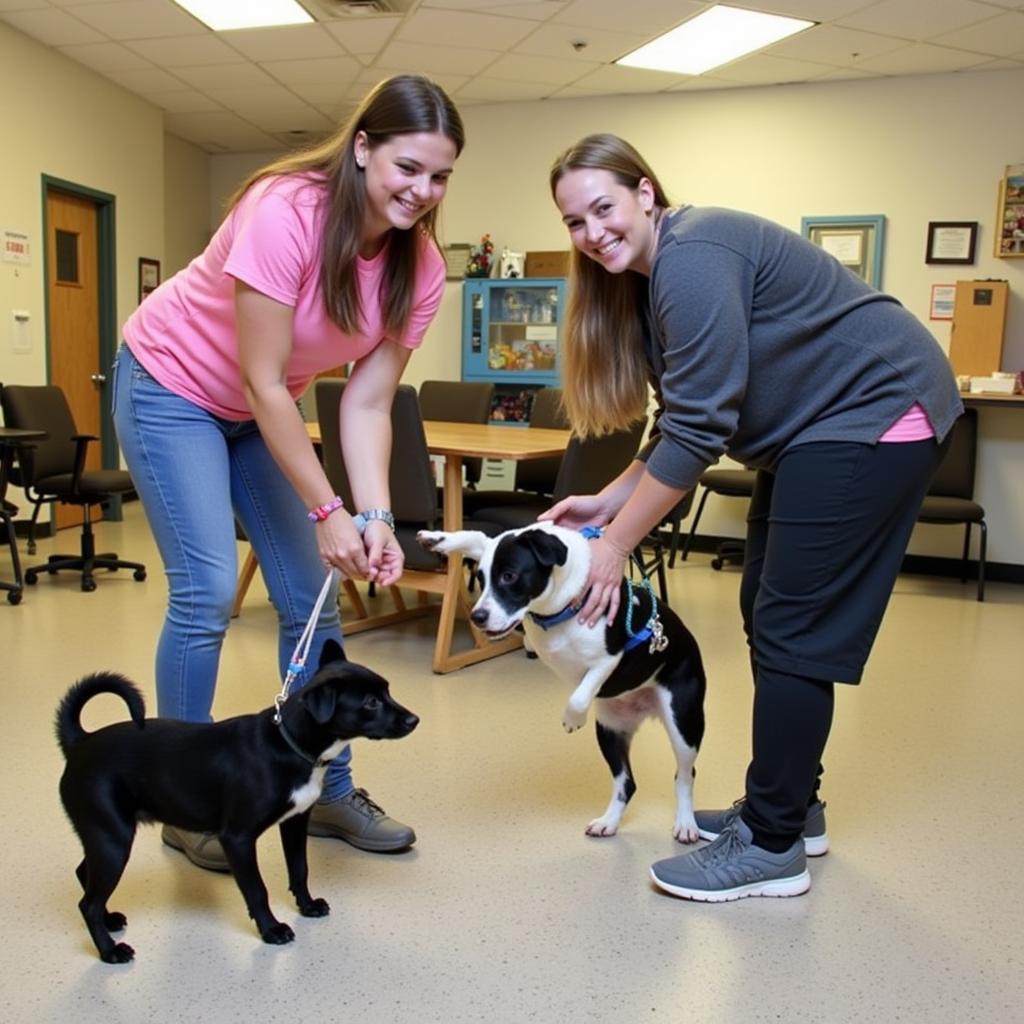 Volunteering at Animal Welfare Society Kennebunk