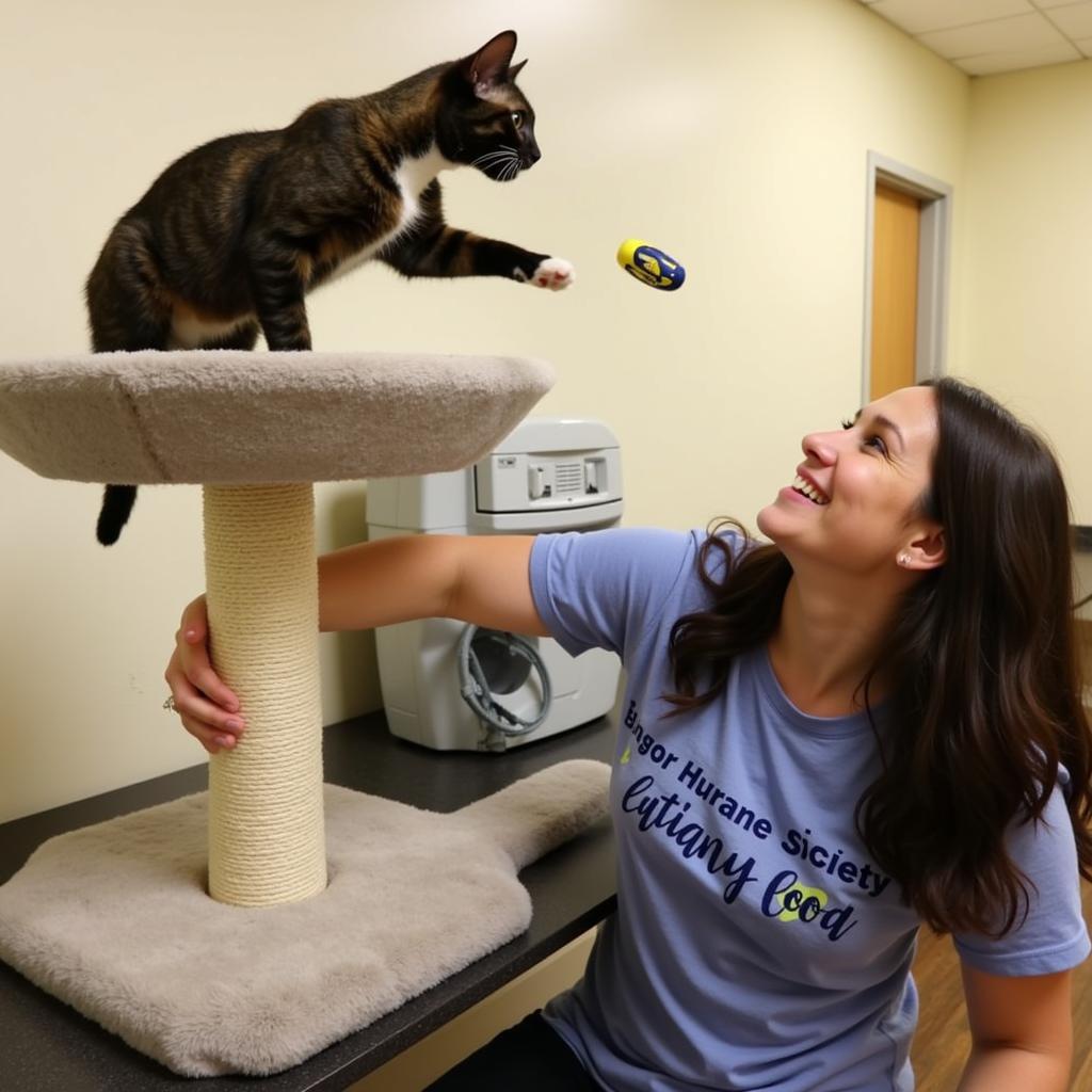 Volunteering at the Bangor Humane Society