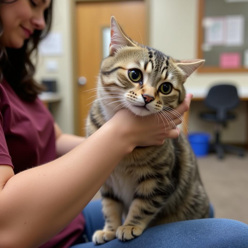 Cat Adoption at Bedford County Humane Society