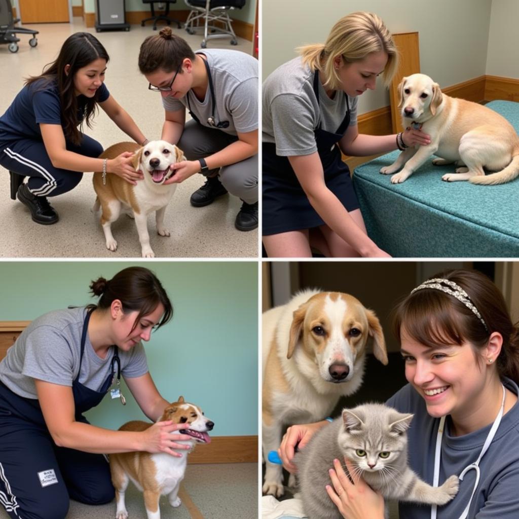 Volunteers Caring for Animals at the Bedford County Humane Society