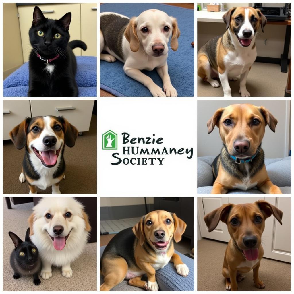 Adoptable Pets at the Benzie Humane Society