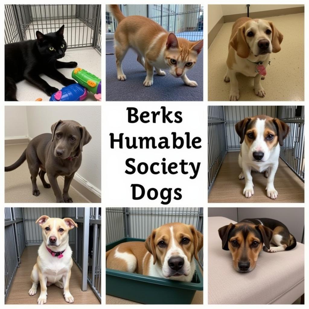 Adoptable pets at Berks Humane Society