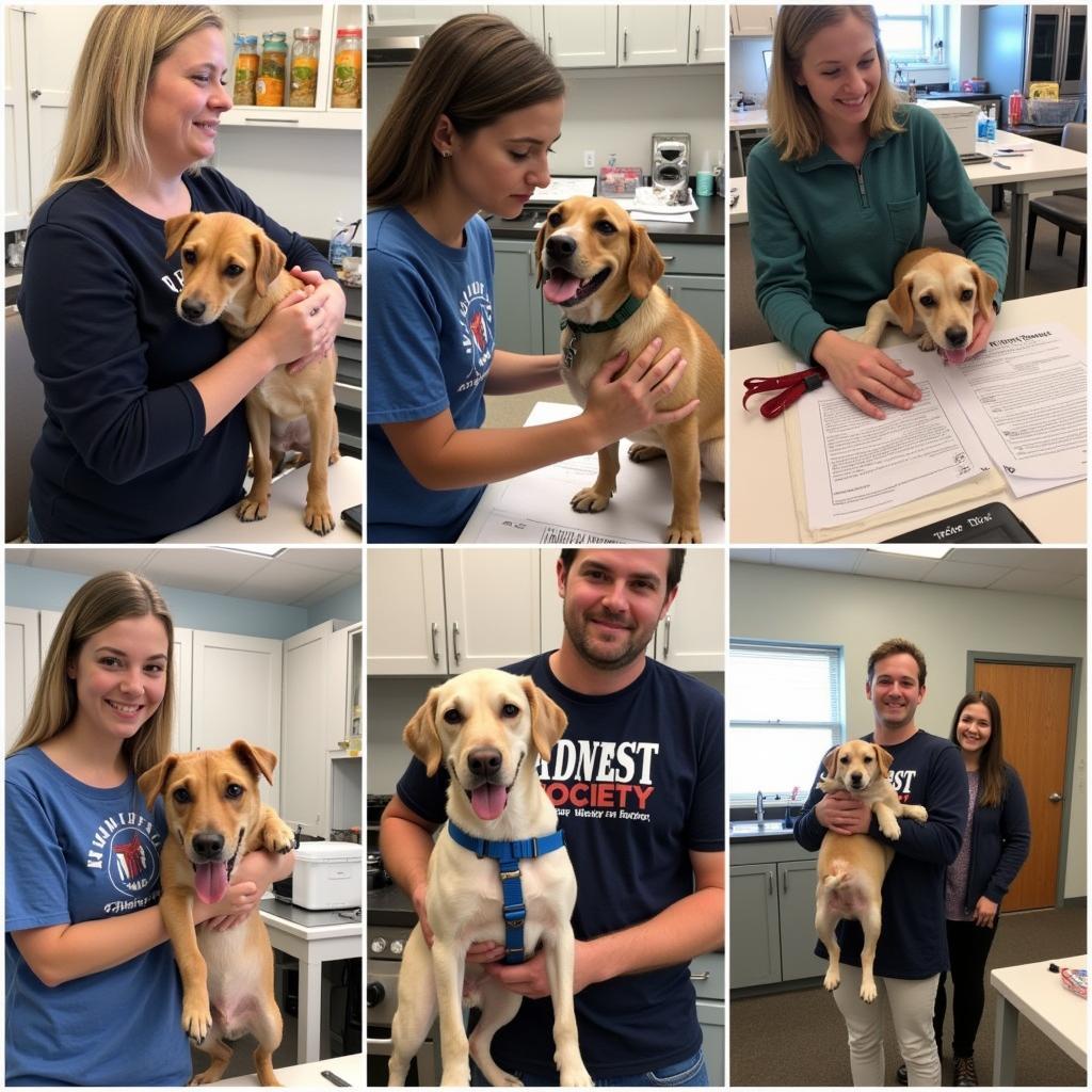 Berkshire Humane Society Adoption Process