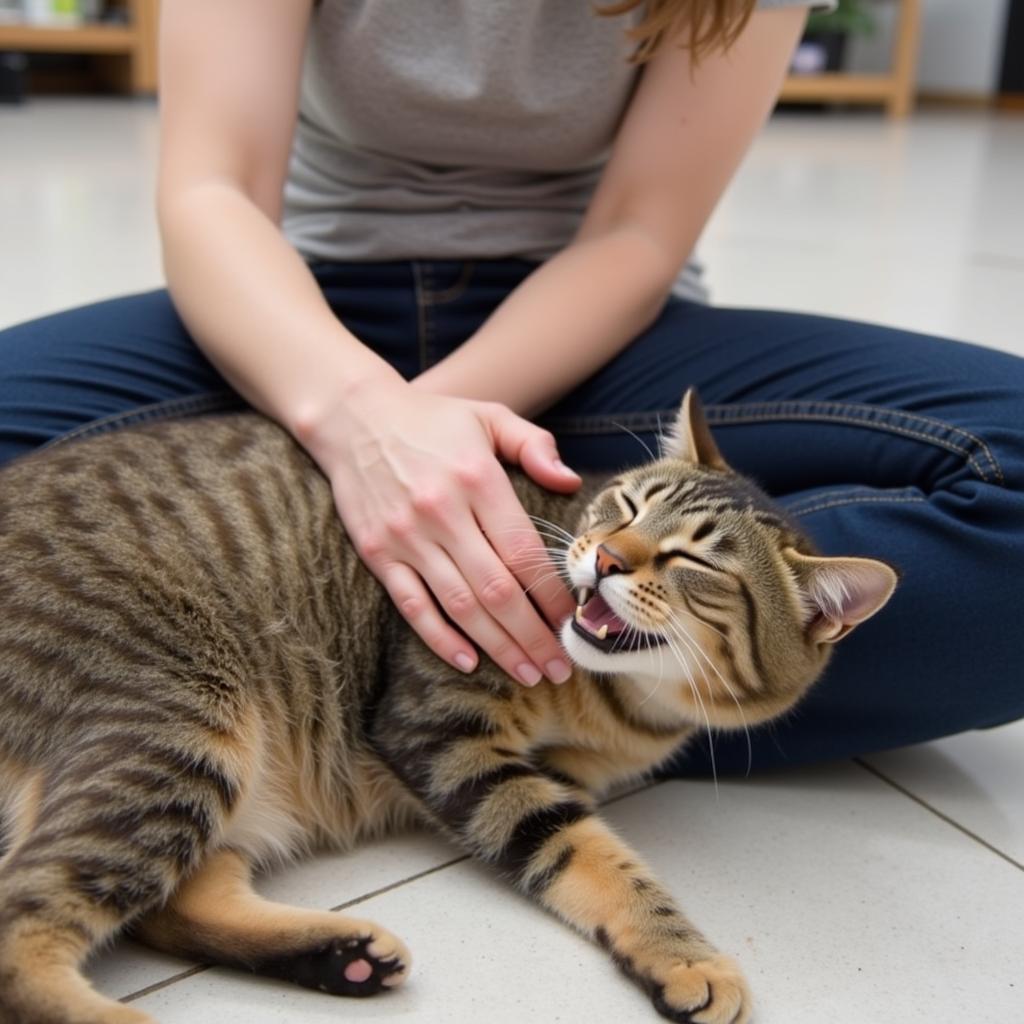 Bonding With Your Adopted Pet from Wickenburg Humane Society