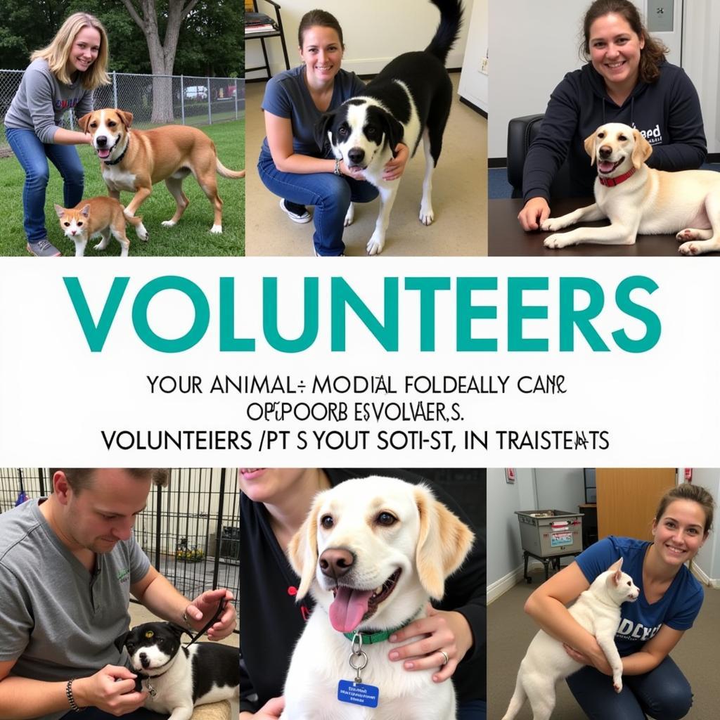 Volunteers working with animals at the shelter