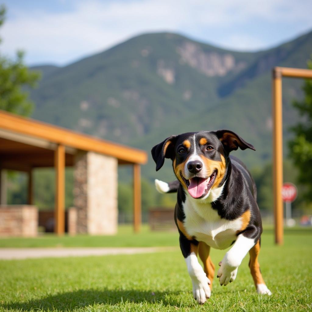 Dog Playing Outside at Cashiers Highlands Humane Society