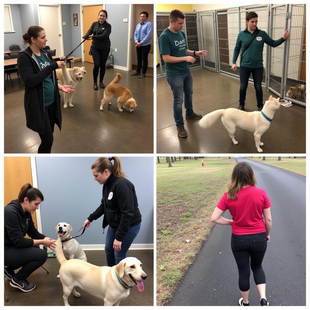 Volunteers at the Chillicothe Humane Society: Volunteers playing with cats and walking dogs.