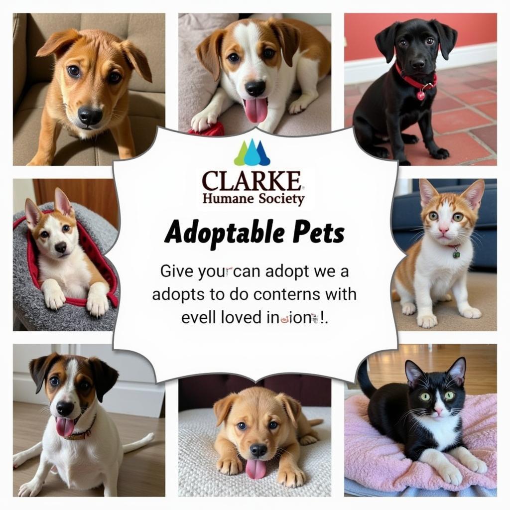 Adoptable Pets at the Clarke County Humane Society