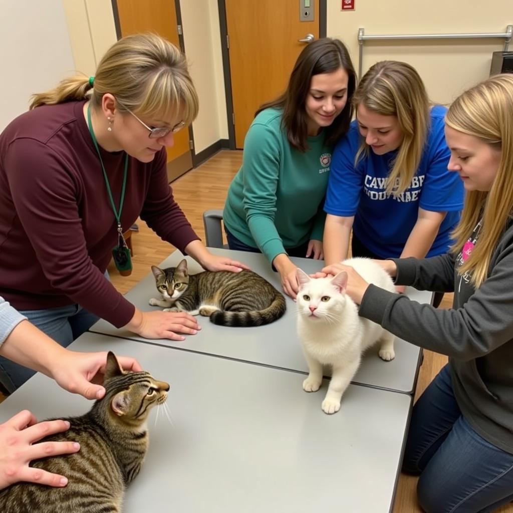 Volunteers interacting with cats at the Columbia Greene Humane Society