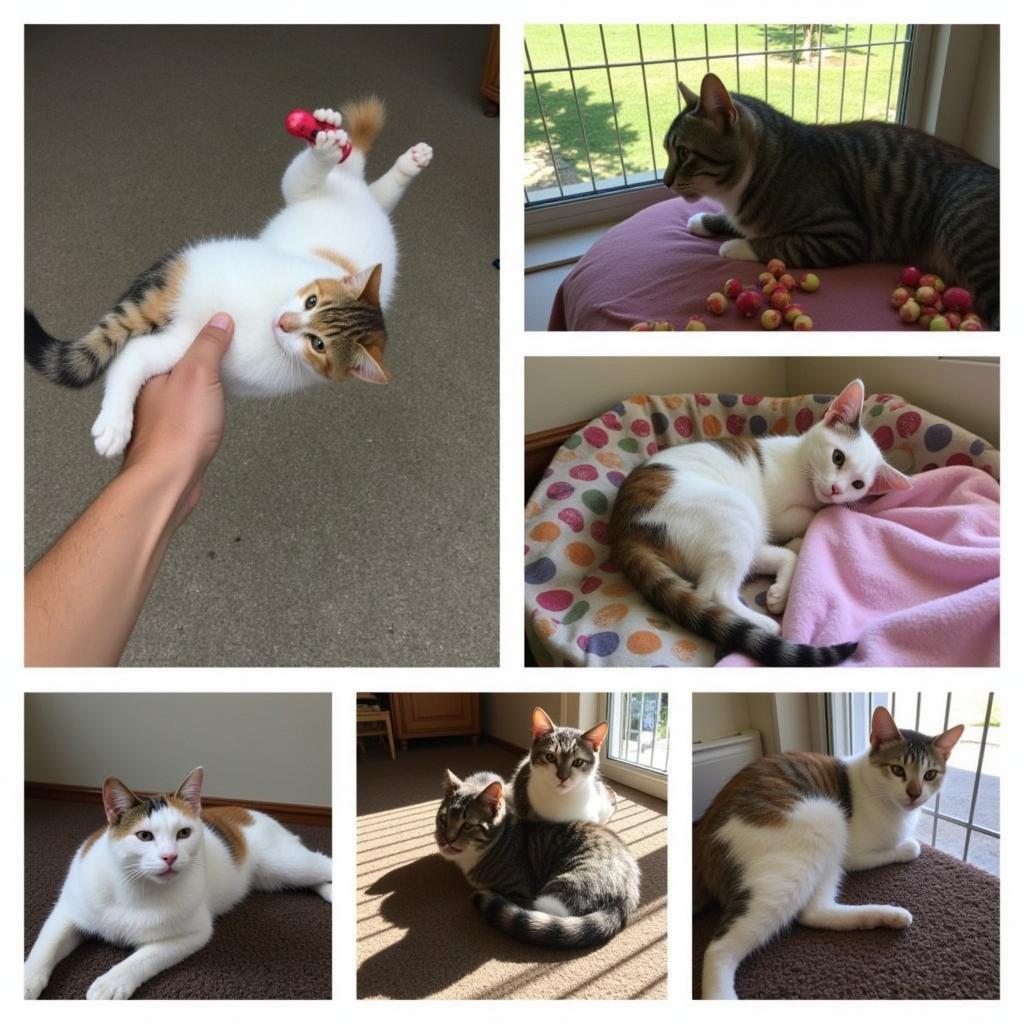 Cats Enjoying Playtime at the Conway Area Humane Society