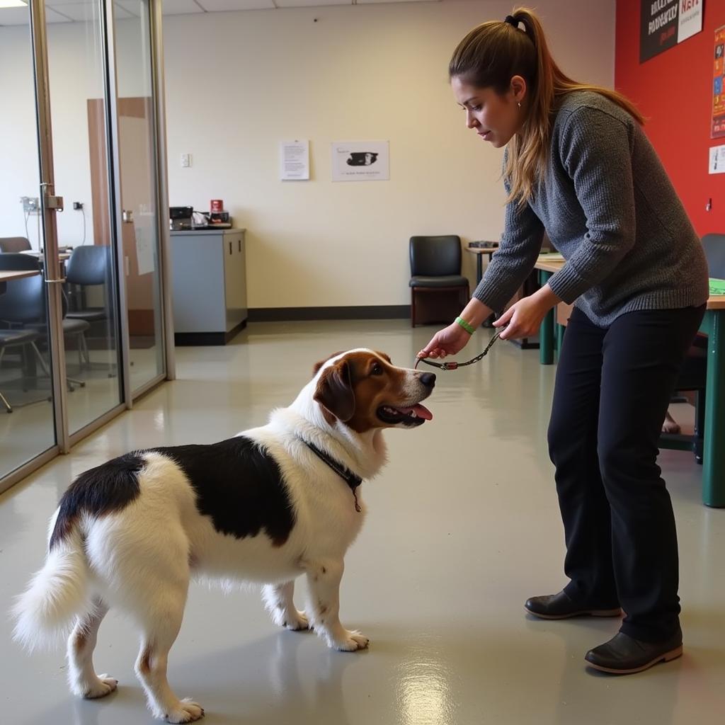 Dog Being Trained at Humane Society