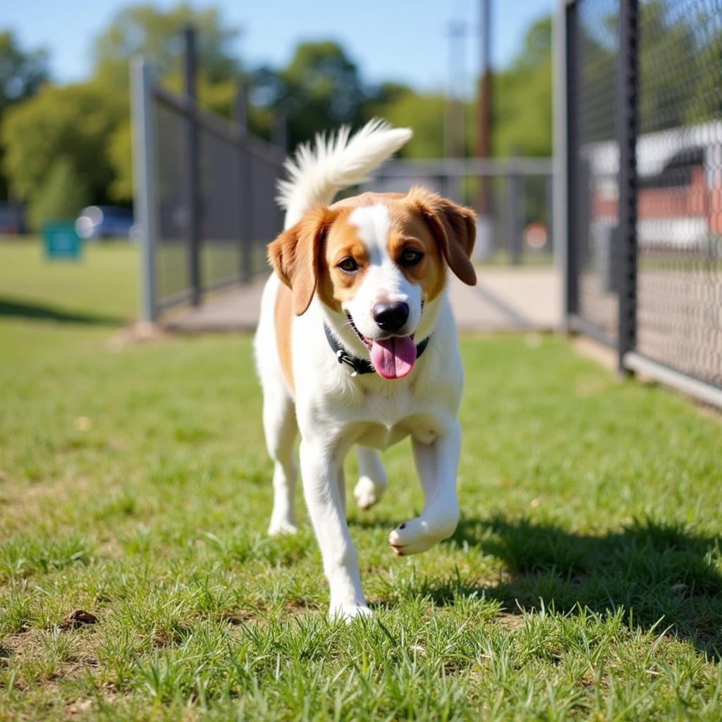 Happy Dog Playing at the Dubois County Humane Society