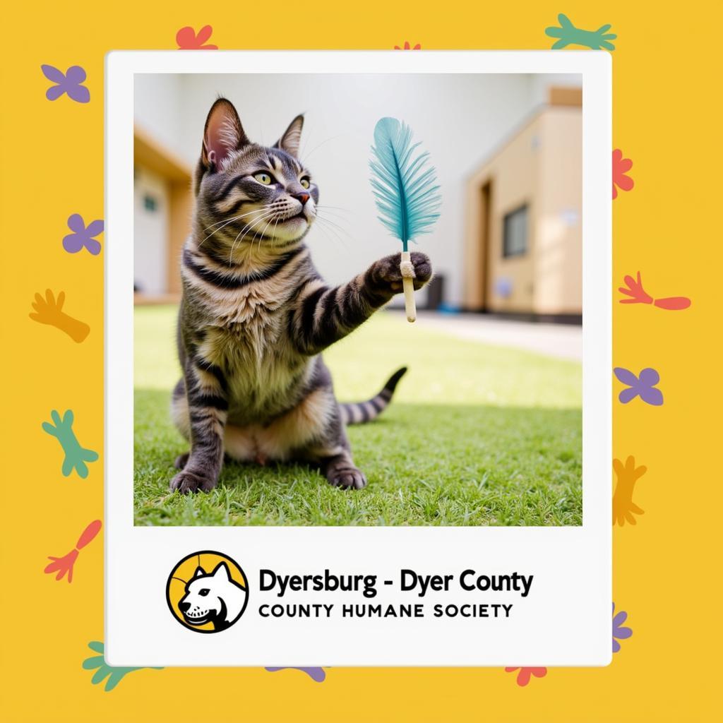 Dyersburg Dyer County Humane Society Cat Playing