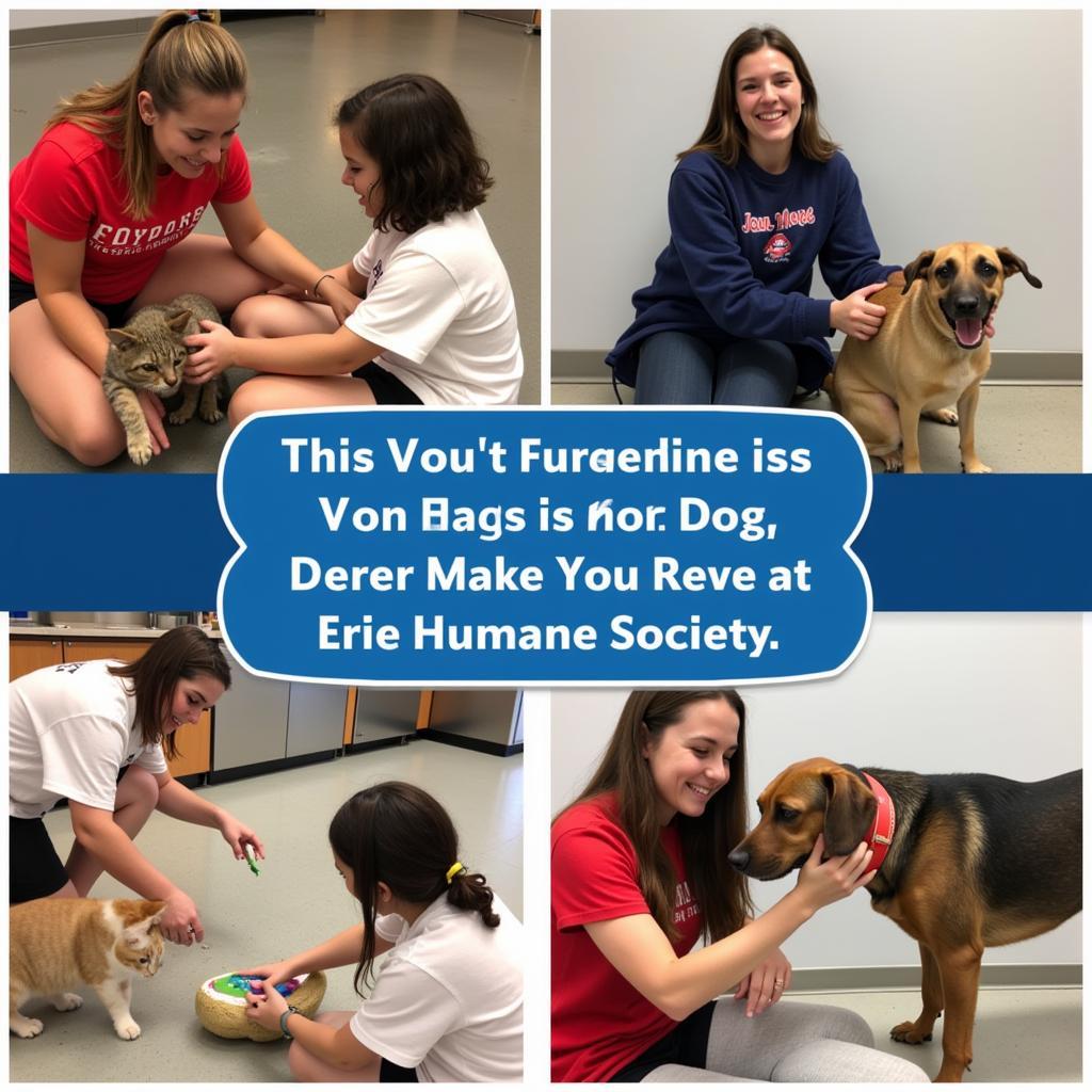 Erie Humane Society Volunteers with Animals:  Volunteers spend time with rescued cats and dogs, providing socialization and enrichment.