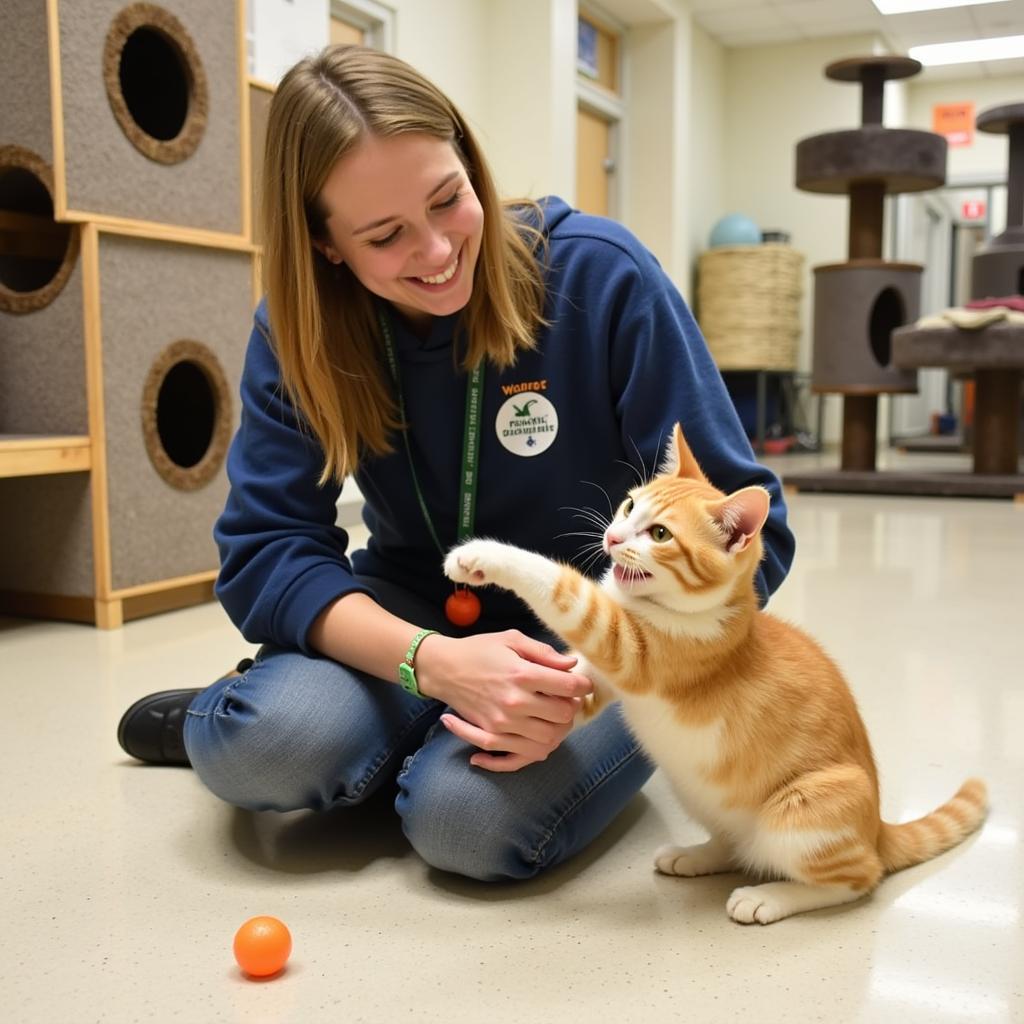 A volunteer playing with a cat at Faithful Friends.