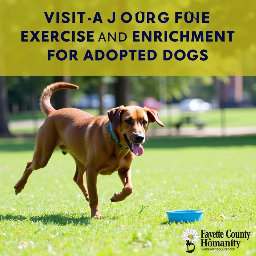 Fayette County Humane Society dog playing in a park