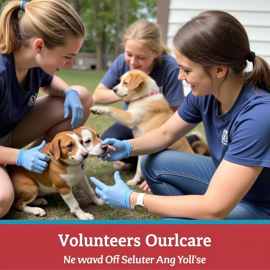 Volunteers at the Findlay Ohio Humane Society caring for animals.