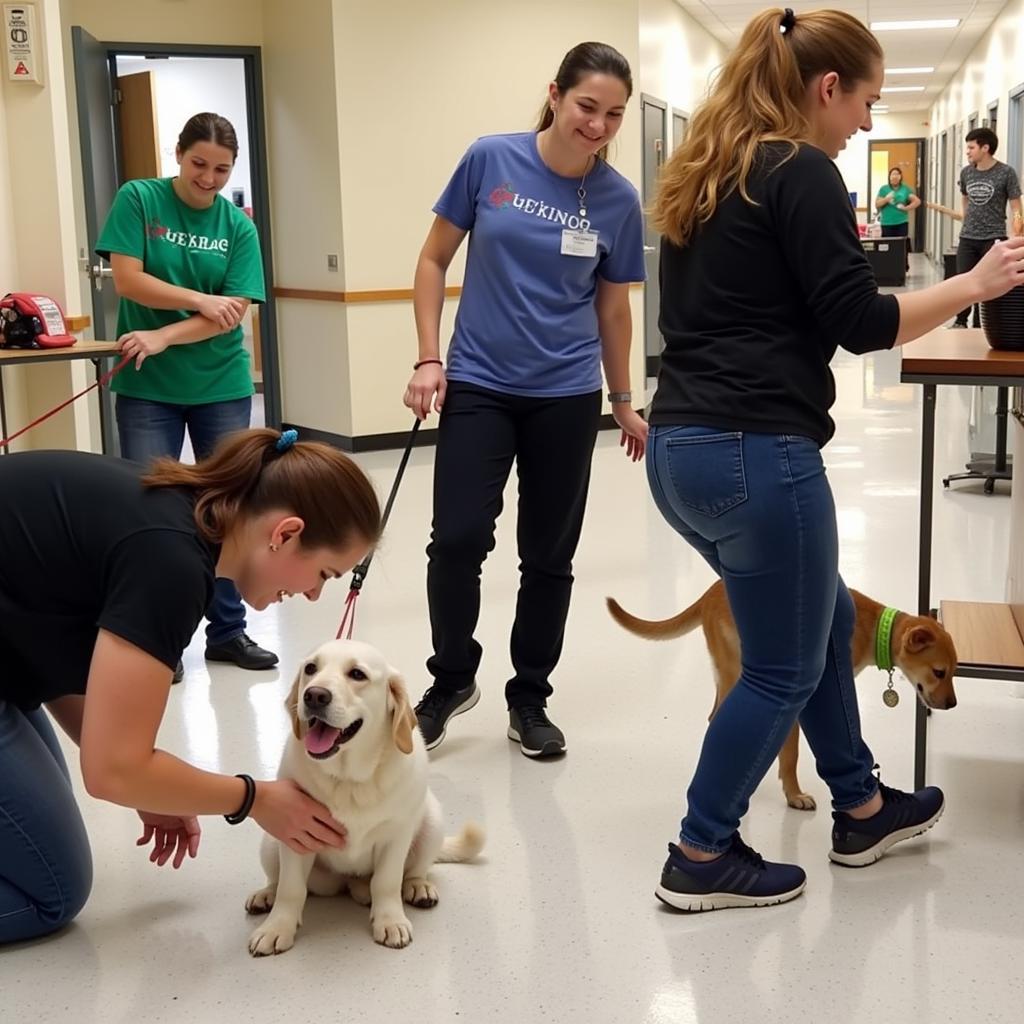 Volunteers Working with Animals at GBHS