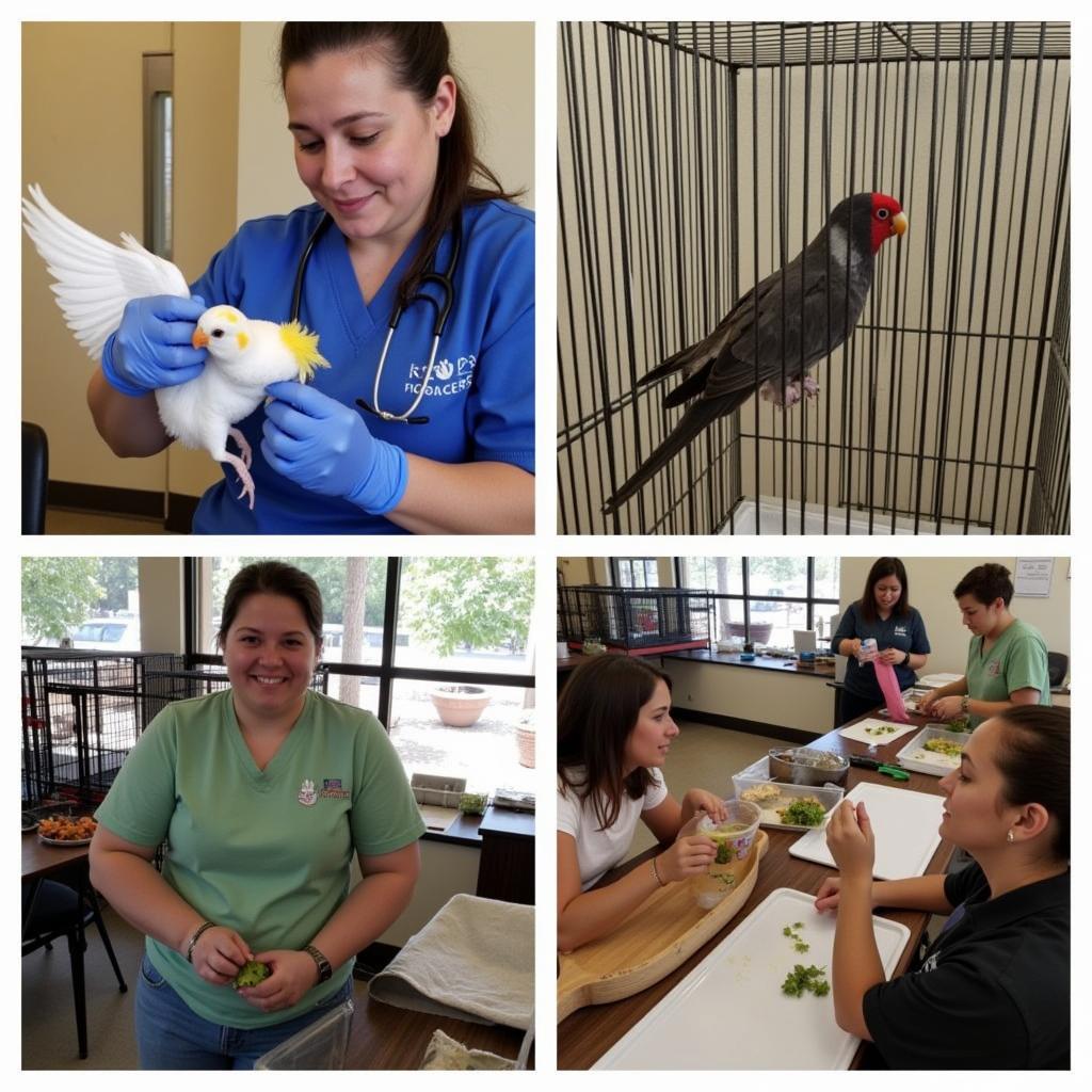 Greater Chicago Cage Bird Society & Rescue Bird Rehabilitation