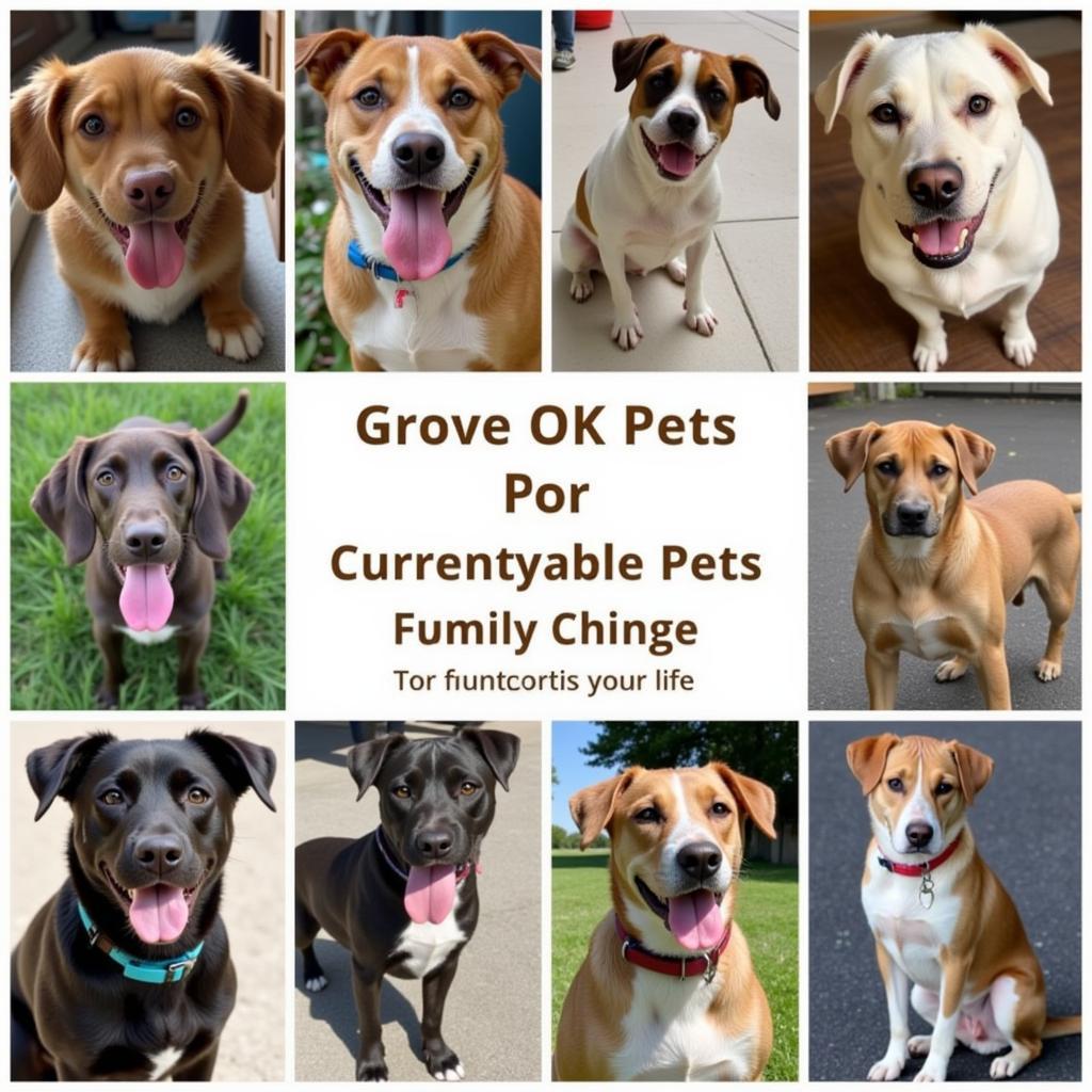 Grove OK Humane Society Adoptable Pets