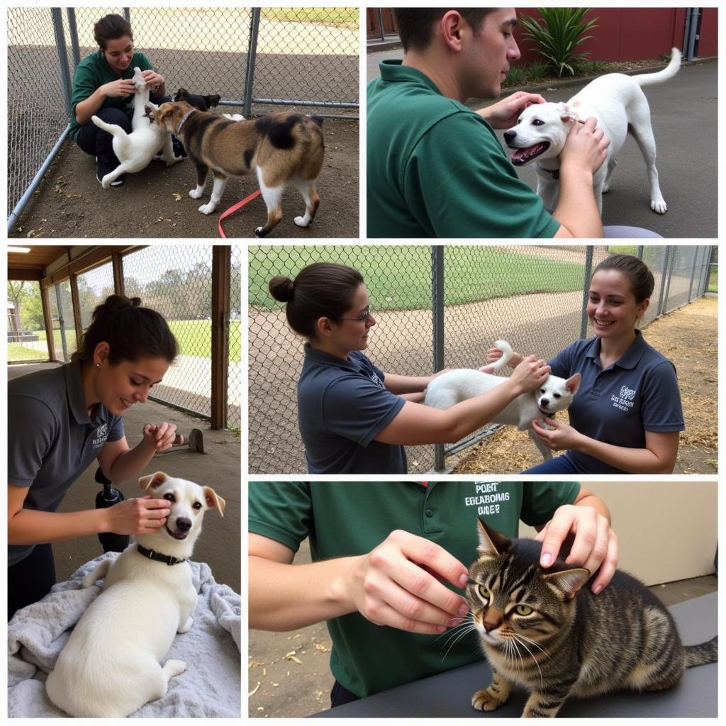 HAWS Waukesha County Volunteers Caring for Animals