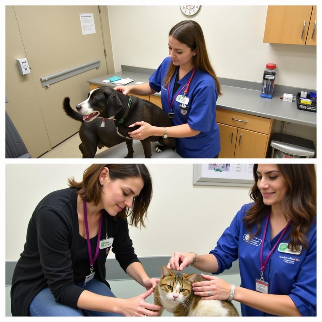 Veterinary care at the Hillsdale Humane Society