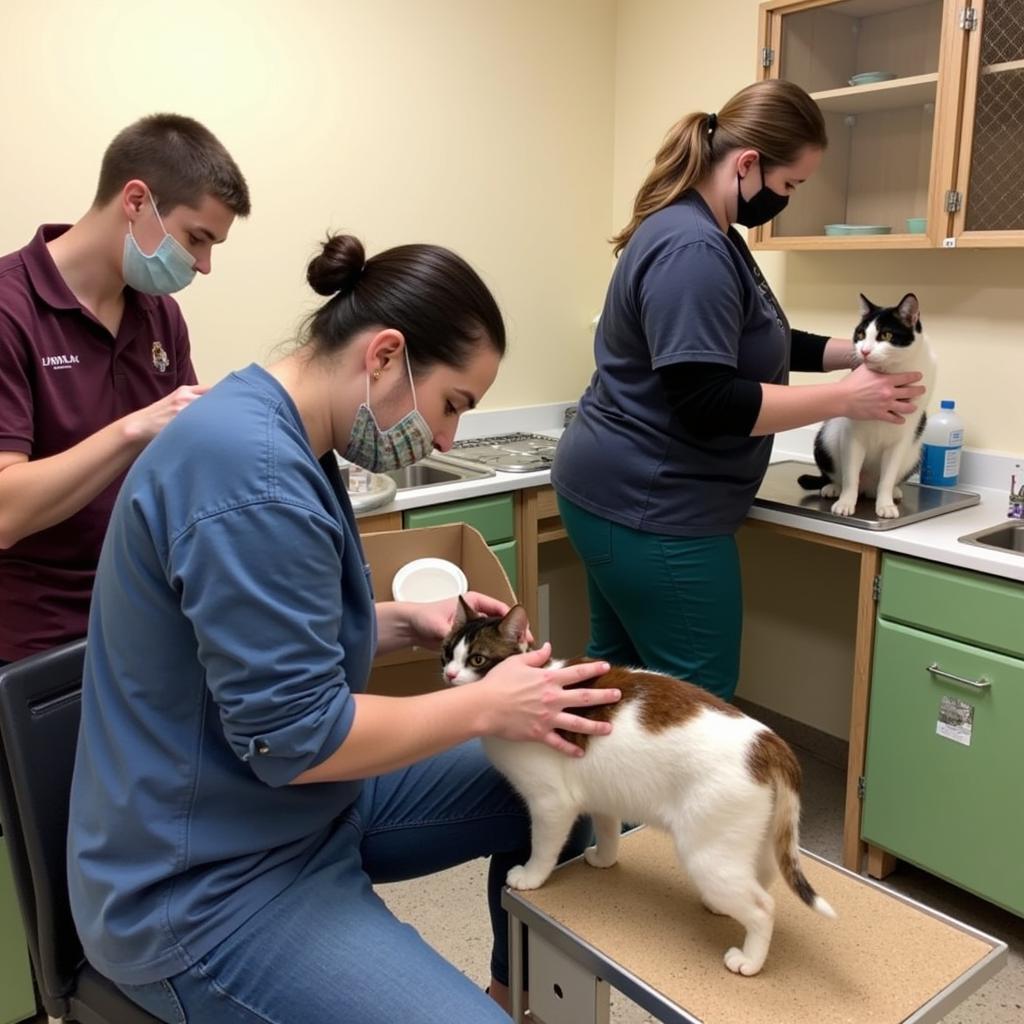 Dedicated Staff Caring for Animals at Humane Society of Black Hills