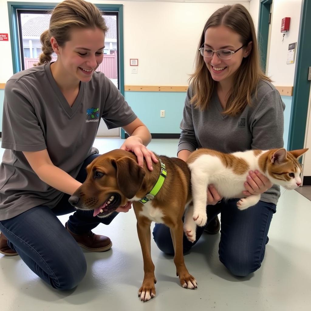 Volunteers at the Humane Society of the Black Hills