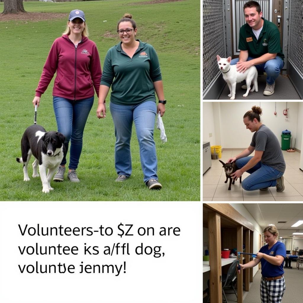 Volunteering at the Humane Society Blue Ridge GA