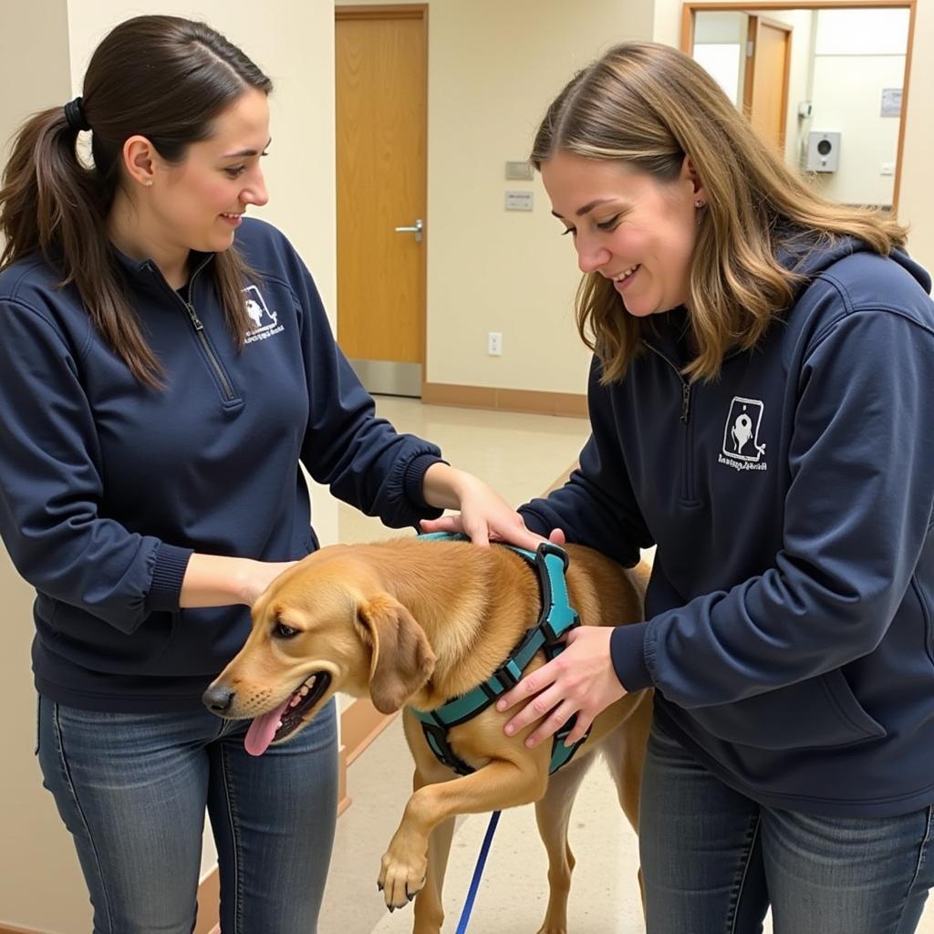 Humane Society Cambria County Volunteers