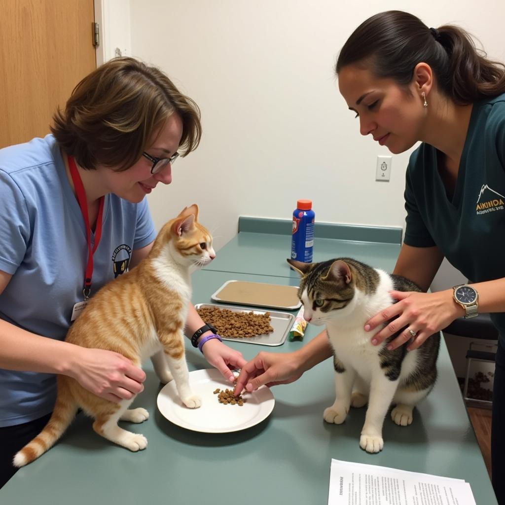 Volunteers Caring for Cats at Humane Society Cocoa