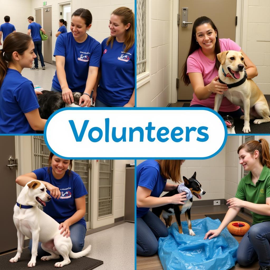 Humane Society Daytona FL Volunteers