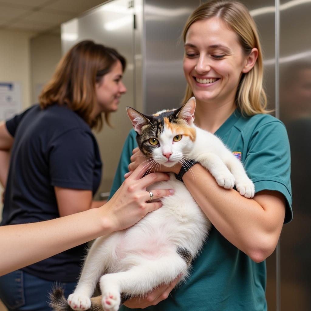 Volunteer Cuddling Cat at Humane Society Lakewood Ranch