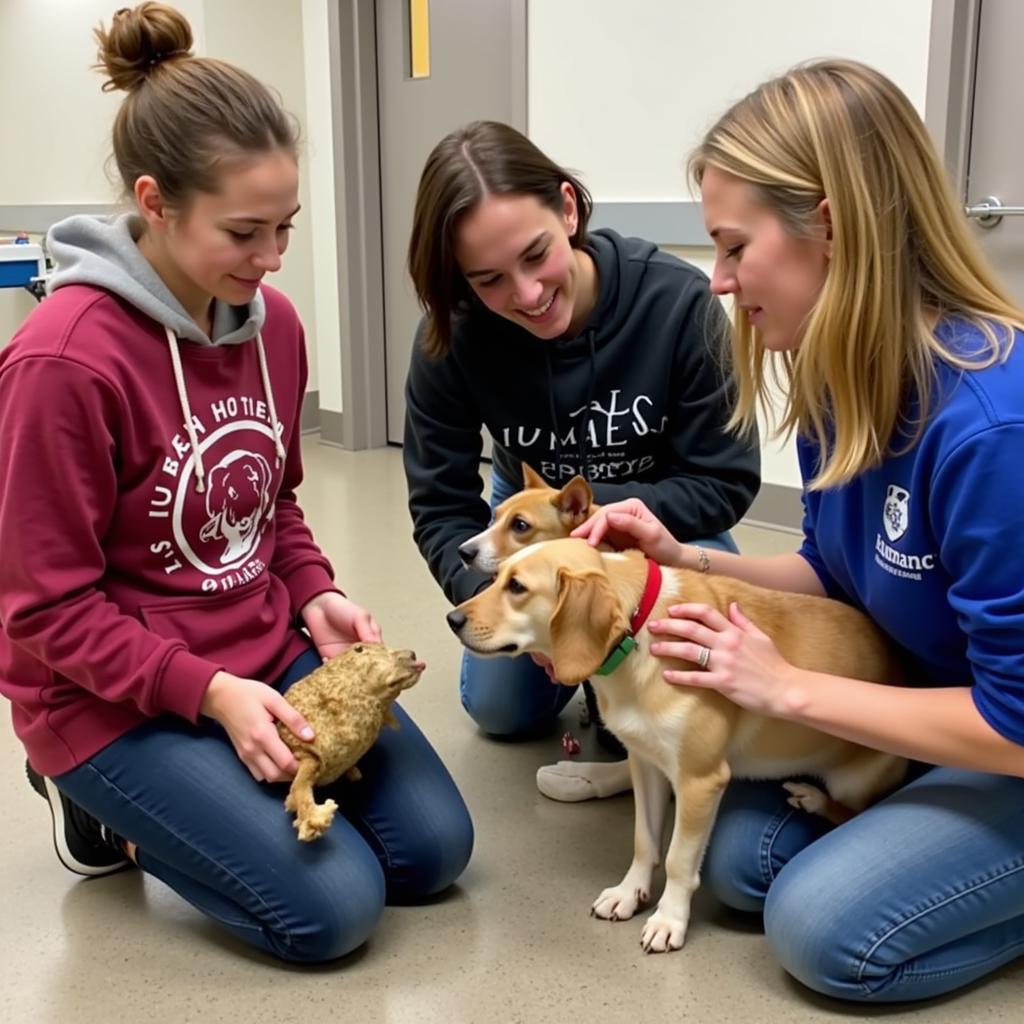 Volunteers Caring for Animals at Humane Society Medina Ohio