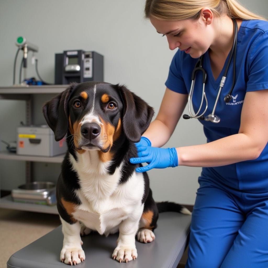 Veterinary Care at Humane Society of Midland County