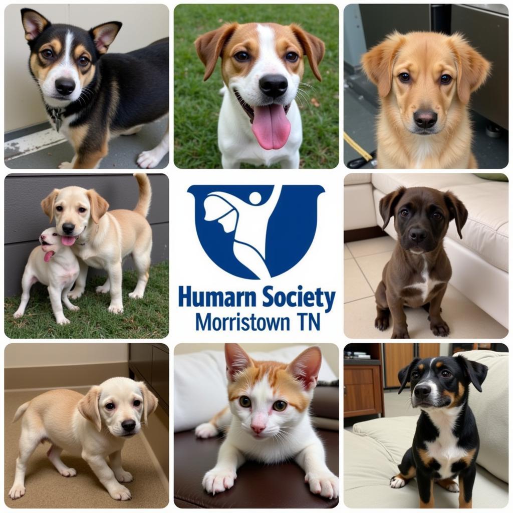 Adoptable Pets at Humane Society Morristown TN