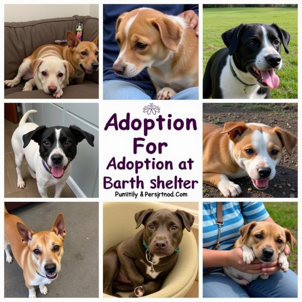 Animals available for adoption at the Humane Society North Side Pittsburgh