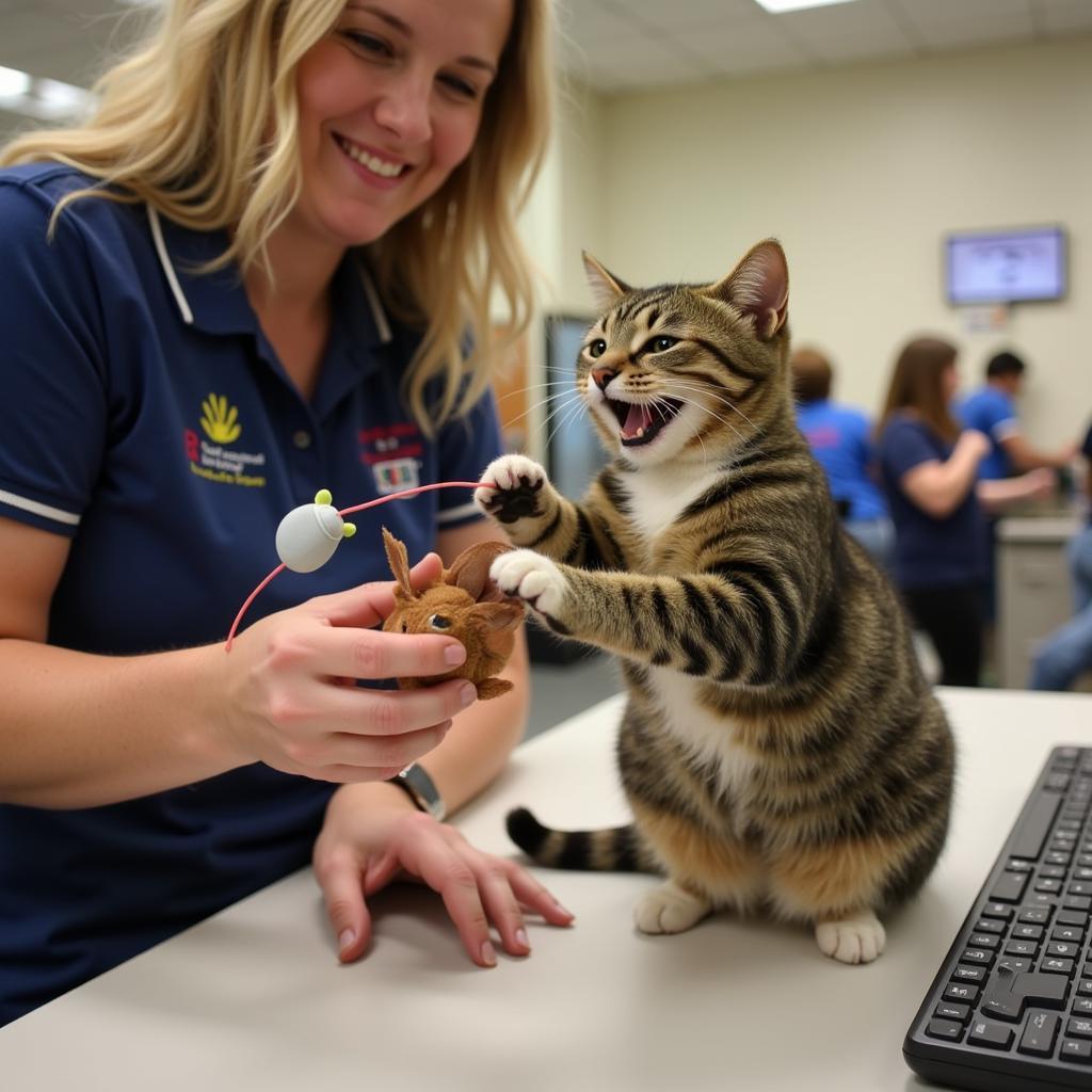 Cat enjoying playtime at Humane Society Sebring