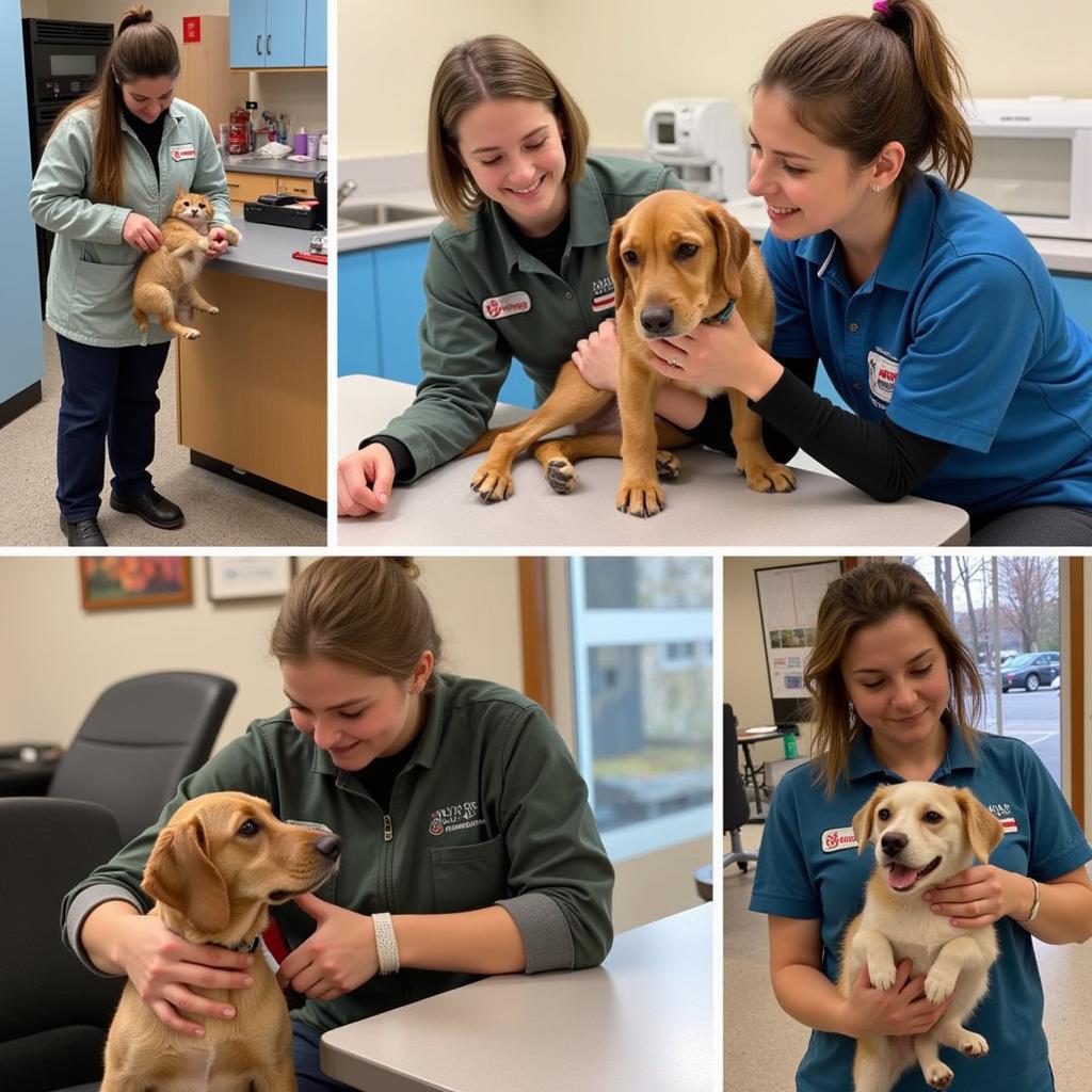 Volunteers Caring for Animals at the Humane Society