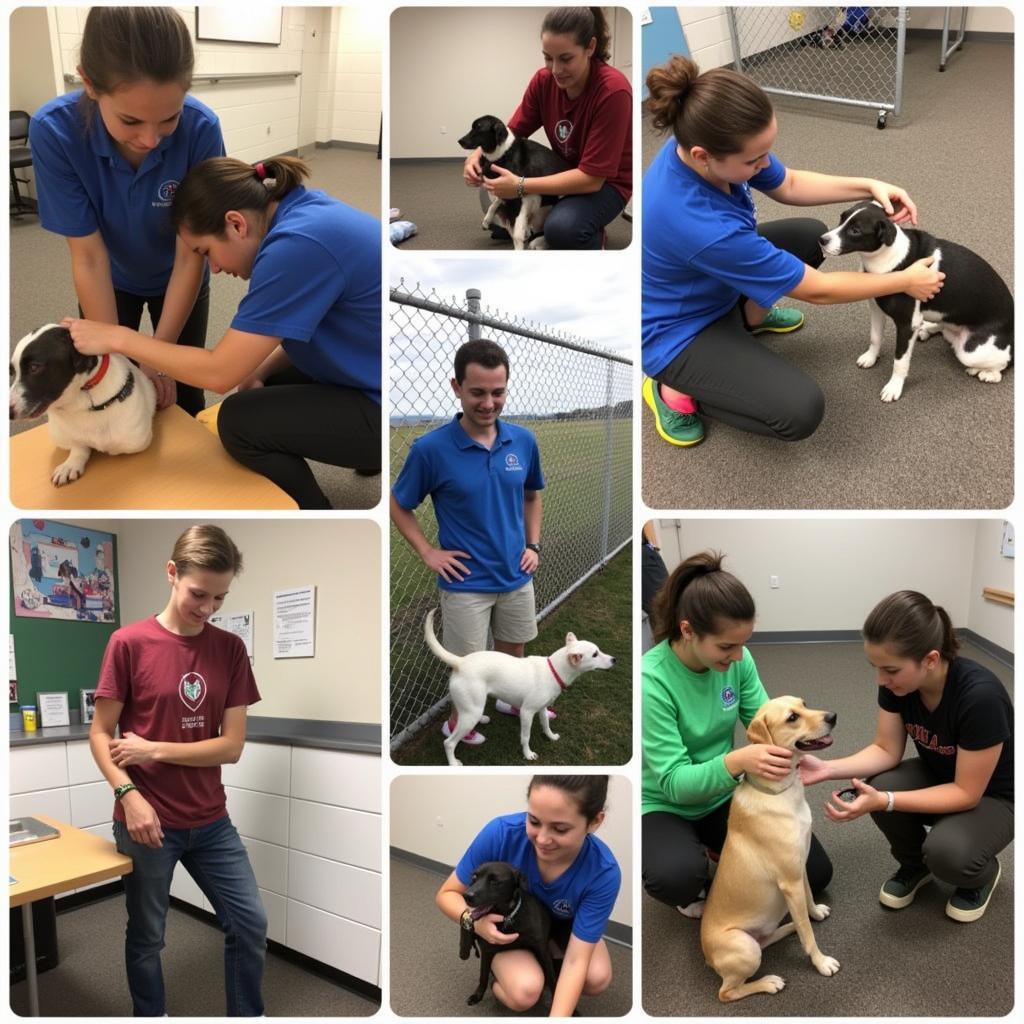 Idaho Humane Society Volunteers: Volunteers walking dogs and playing with cats at the shelter.