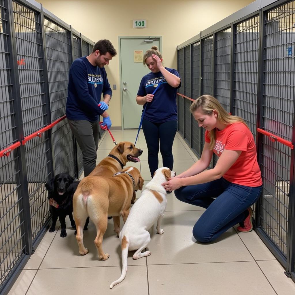 Volunteers caring for animals at the Jefferson County Humane Society