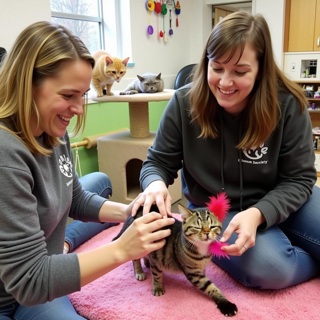 Michiana Humane Society Volunteers: Volunteers playing with cats at the shelter.