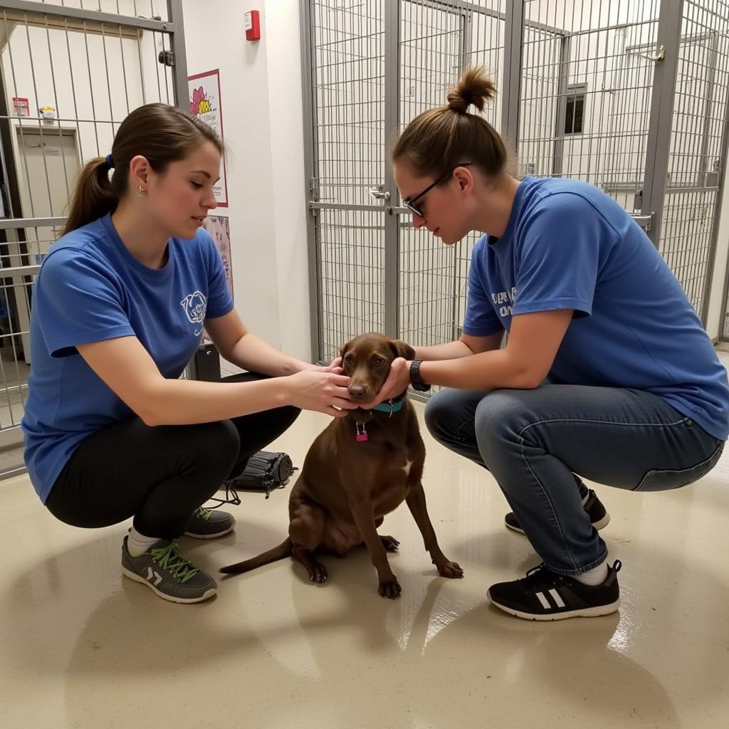 Muscatine Humane Society Volunteers