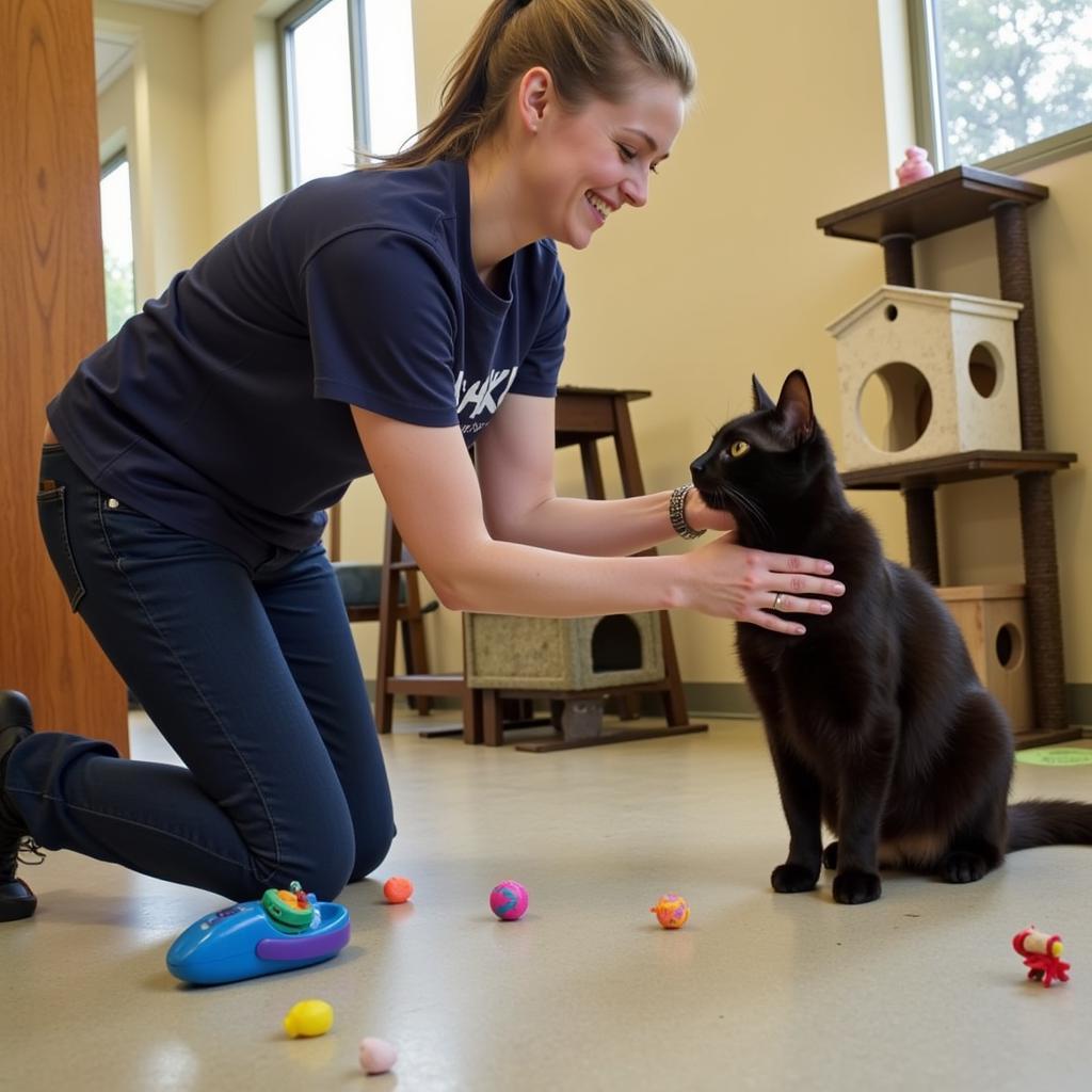 Volunteer playing with a cat at the Otter Tail County Humane Society